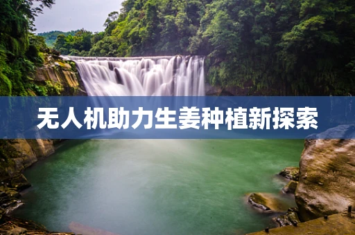 无人机助力生姜种植新探索