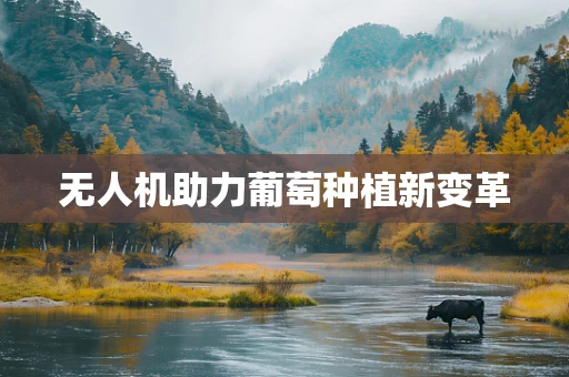 无人机助力葡萄种植新变革