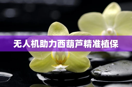 无人机助力西葫芦精准植保